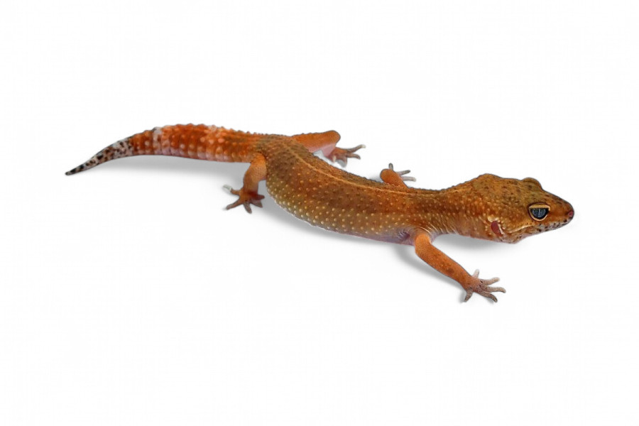 Eublepharis macularius, super hypo tangerine carrot tail baldy, juvénile