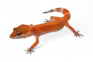 Eublepharis macularius,...