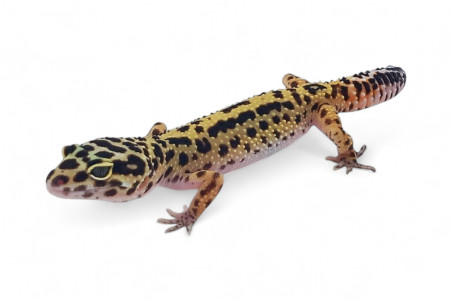 Eublepharis macularius, bold stripe, femelle subadulte et adulte