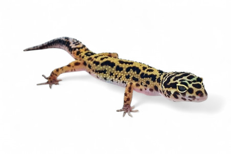 Eublepharis macularius, bold stripe, femelle subadulte et adulte