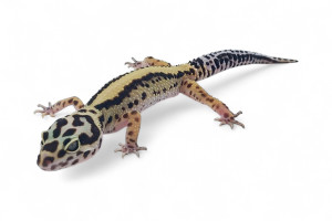 Eublepharis macularius,...