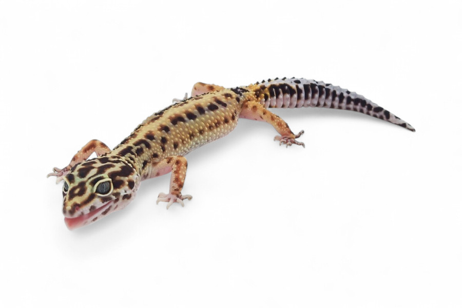 Eublepharis macularius, bold stripe, femelle subadulte et adulte