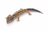 Eublepharis macularius, bold stripe, femelle subadulte et adulte