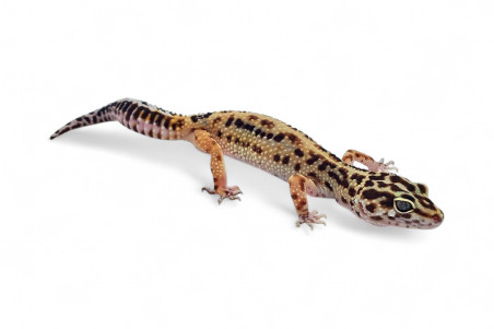 Eublepharis macularius, bold stripe, femelle subadulte et adulte