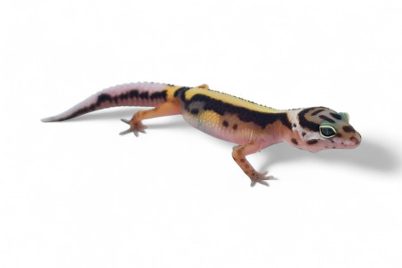 Eublepharis macularius, bold stripe, mâle juvénile