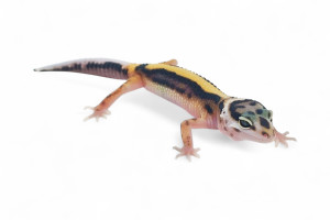 Eublepharis macularius,...