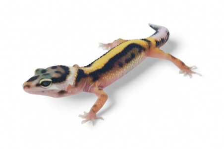 Eublepharis macularius, bold stripe, mâle juvénile