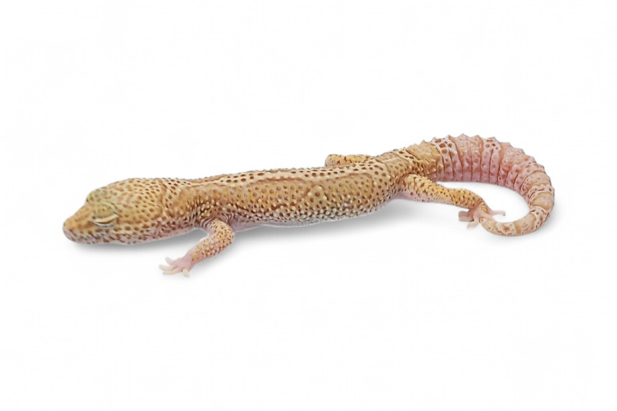 Eublepharis macularius, mack snow bell, mâle subadulte