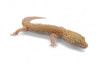 Eublepharis macularius, mack snow bell, mâle subadulte