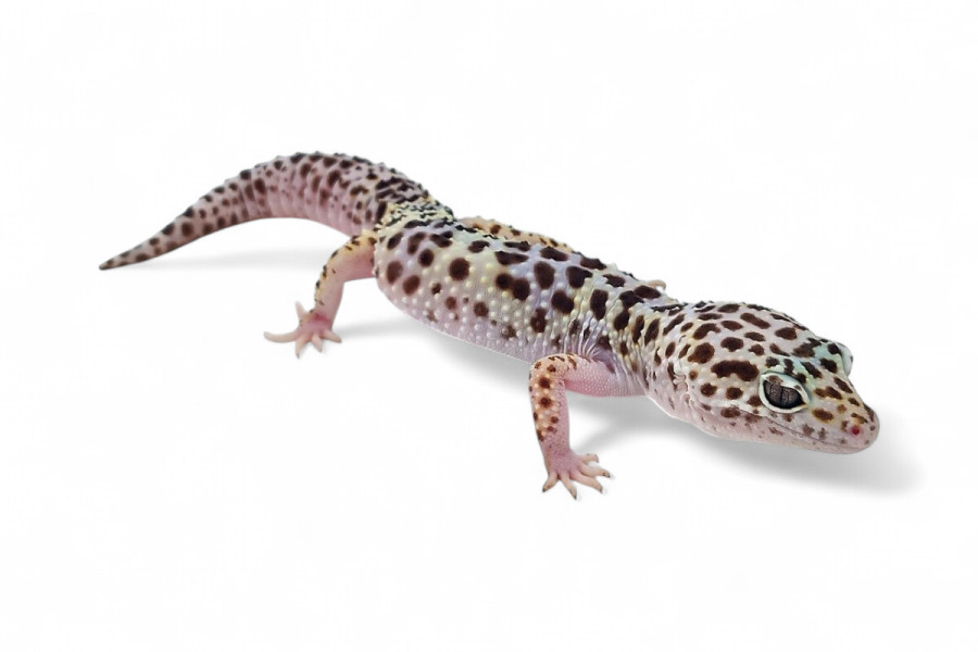 Eublepharis macularius, mack snow, femelle adulte