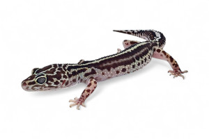 Eublepharis macularius,...