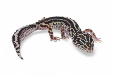 Eublepharis macularius, mack snow bold stripe, femelle adulte