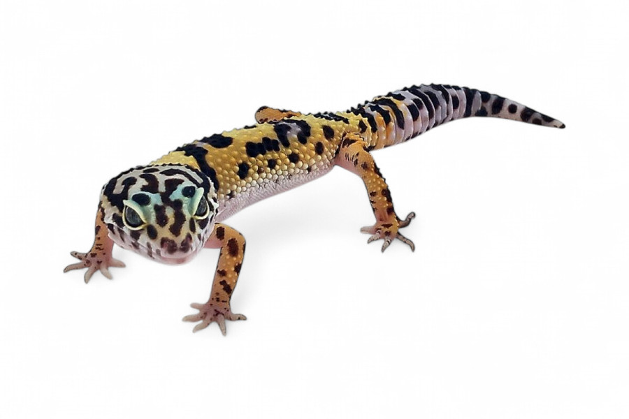 Eublepharis macularius, afghan cross, femelle subadulte