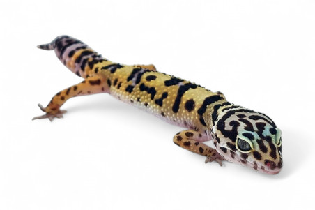 Eublepharis macularius, afghan cross, femelle subadulte