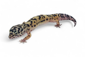 Eublepharis macularius,...