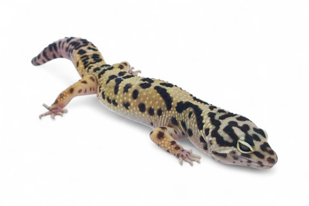 Eublepharis macularius, afghan, mâle subadulte