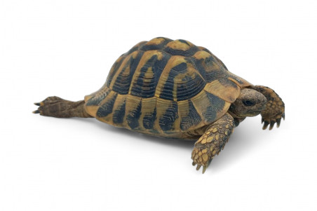 Testudo hermanni boettgeri, 12 à 14 cm