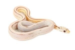 Pantherophis guttatus, ultramel anérythristique motley