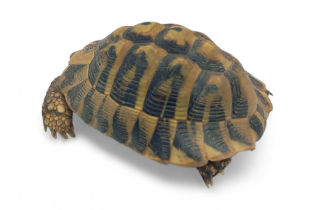 Testudo hermanni boettgeri, 12 à 14 cm