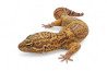 Eublepharis macularius, tremper lavender black night line, mâle adulte