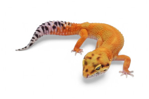 Eublepharis macularius,...