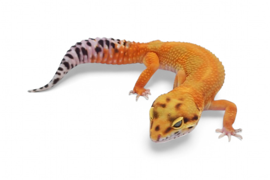 Eublepharis macularius, emerine jungle, femelle subadulte