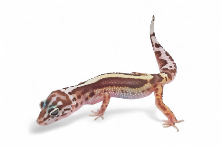 Eublepharis macularius, tremper mack snow bold stripe, femelle subadulte