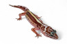 Eublepharis macularius, tremper mack snow bold stripe, femelle subadulte