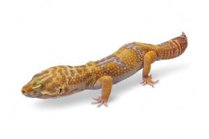 Eublepharis macularius,...