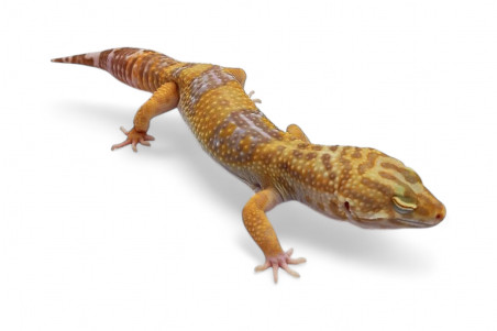 Eublepharis macularius, tremper emerine banded black night choco, mâle adulte