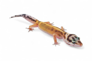 Eublepharis macularius,...