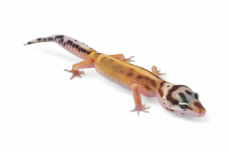 Eublepharis macularius, emerine red stripe, mâle juvénile