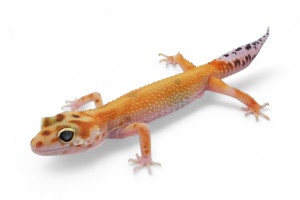 Eublepharis macularius,...