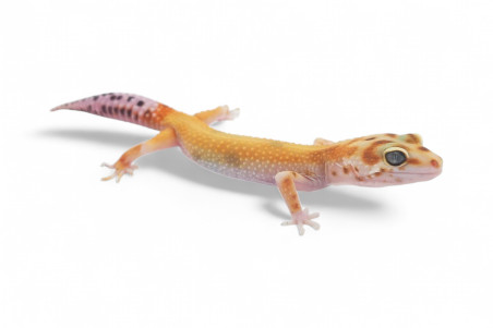 Eublepharis macularius, emerine red stripe, femelle subadulte et adulte