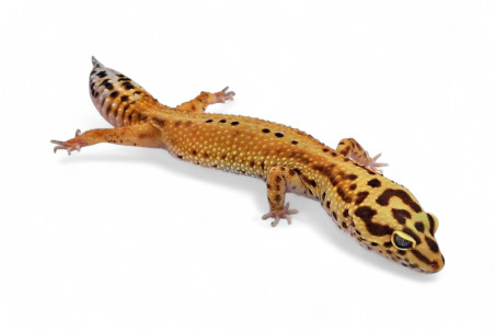 Eublepharis macularius, emerine red stripe, femelle subadulte et adulte