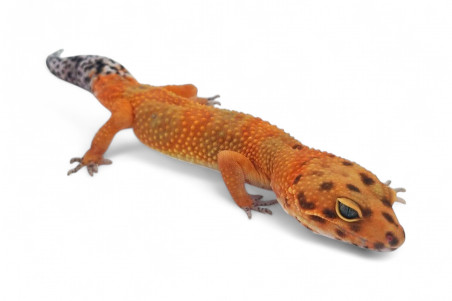 Eublepharis macularius, emerine, adulte