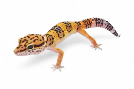 Eublepharis macularius, emerine, juvénile