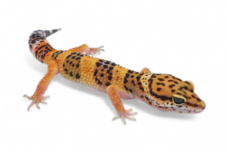 Eublepharis macularius, emerine, juvénile