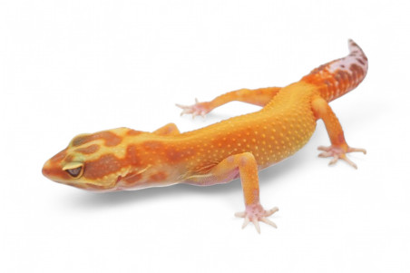 Eublepharis macularius, emerine, juvénile