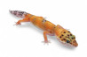 Eublepharis macularius, emerine, juvénile
