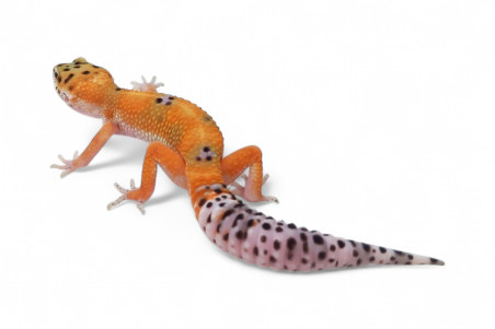 Eublepharis macularius, emerine, juvénile