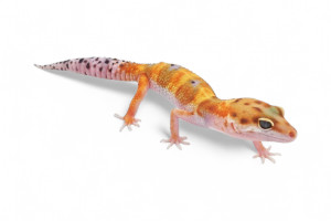 Eublepharis macularius,...