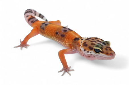 Eublepharis macularius, emerine, juvénile