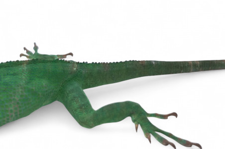 Anolis equestris potior