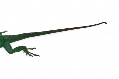 Anolis equestris potior