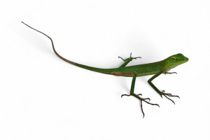 Bronchocela vietnamensis