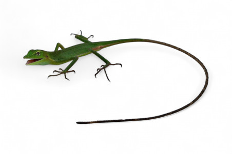 Bronchocela vietnamensis