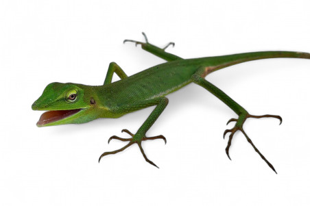 Bronchocela vietnamensis