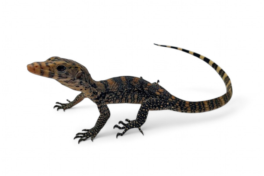 Varanus salvator, Sulfur