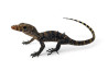 Varanus salvator, Sulfur